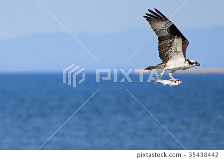 Osprey, Pandion haliaetus, bird, Baja California 35438442