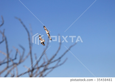 Osprey, Pandion haliaetus, bird, Baja California 35438481