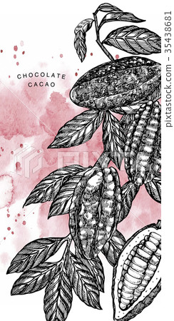 Chocolate Cocoa beans vector illustration Chocolate Cocoa beans vector illustration 35438681
