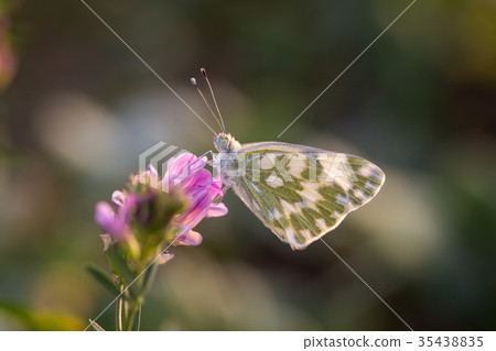 Butterfly Marbled White (Melanargia galathea) 35438835