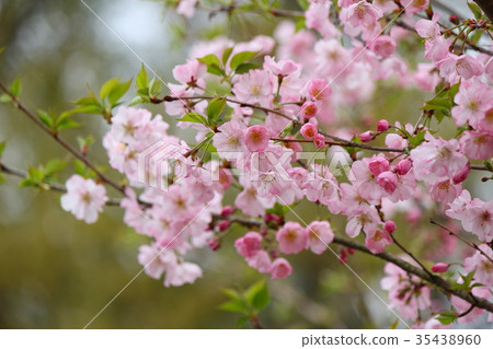 Cherry blossom (arcored) Cherry blossom (arcored) 35438960