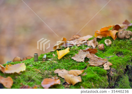 Bullet casings strewn on forest floor close up 35440236