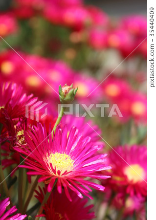 Meadowsweet 35440409