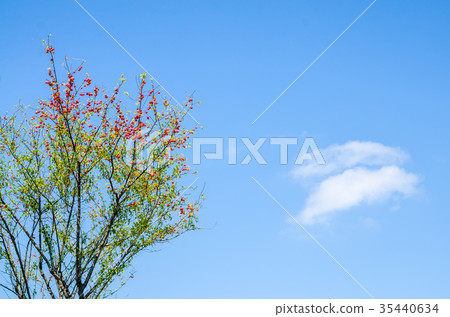 Wild cherry plum or Prunus cerasifera tree 35440634