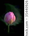 Lotus flower  35440926