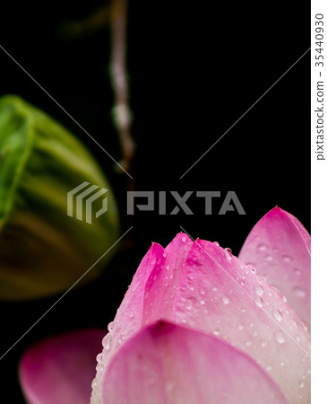 Lotus flower  35440930