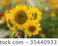 sunflower	 35440933