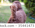toy poodle  35441473