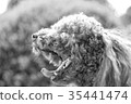toy poodle  35441474