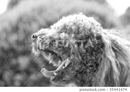 玩具貴賓犬 35441474