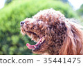 toy poodle  35441475