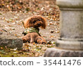 toy poodle  35441476