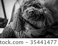 toy poodle  35441477