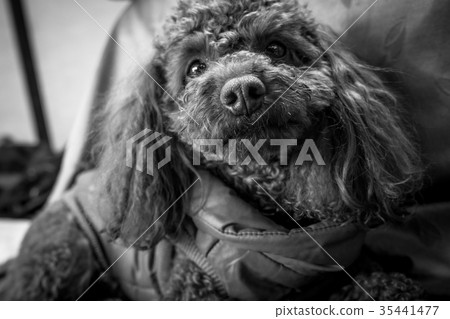 toy poodle  35441477