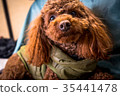toy poodle  35441478