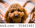 toy poodle  35441481