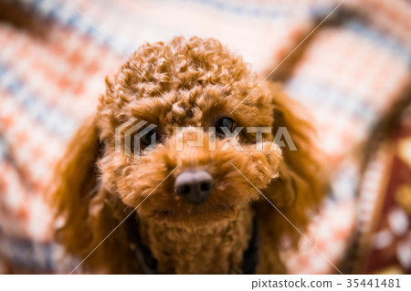 toy poodle  35441481