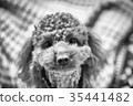 toy poodle  35441482