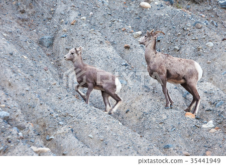 Wild Goats in Alberta Wild Goats in Alberta 35441949