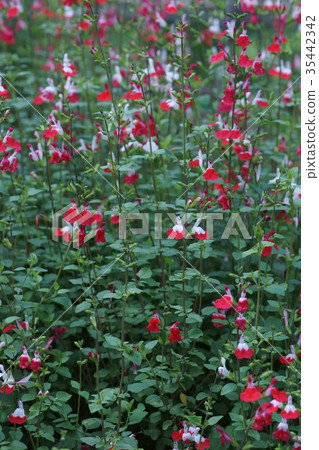 Cherry sage hot lip flower language "thought to burn" Cherry sage hot lip flower language "thought to burn" 35442342