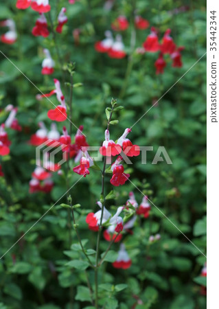 櫻桃鼠尾草熱唇花語言“想燒” 35442344