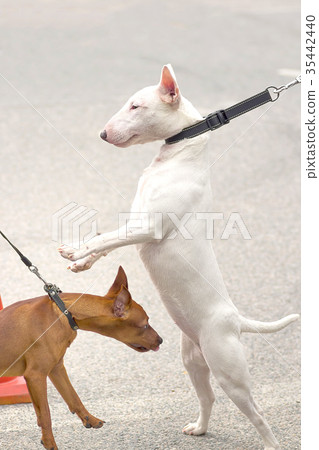 acquaintance of two dogs 35442440