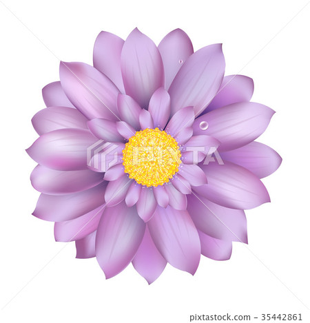 Fresh Lilac Gerber Fresh Lilac Gerber 35442861