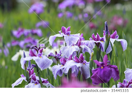 Horikiri iris garden 35445335