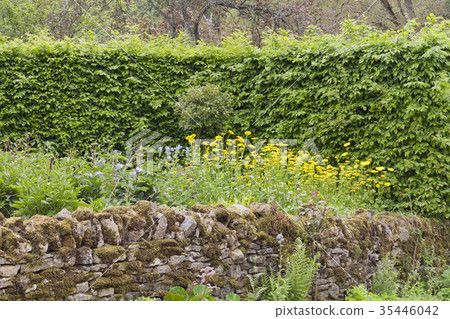stone fence, leafy hedge in summer wild garden 35446042