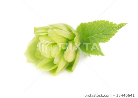 Fresh green hop branch, isolated on white 35446641