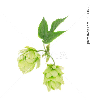 Fresh green hop branch, isolated on white Fresh green hop branch, isolated on white 35446685