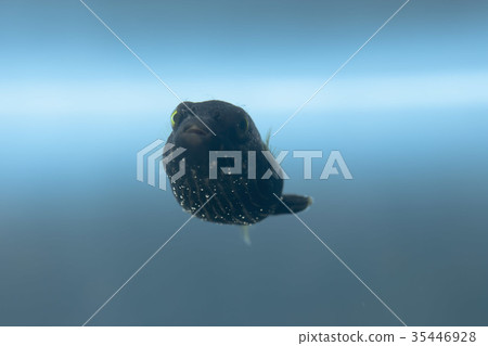 Sazanami pufferfish (young fish) Sazanami pufferfish (young fish) 35446928