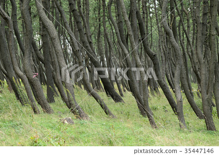 Windproof forest 35447146