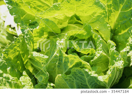 Cabbage 35447184