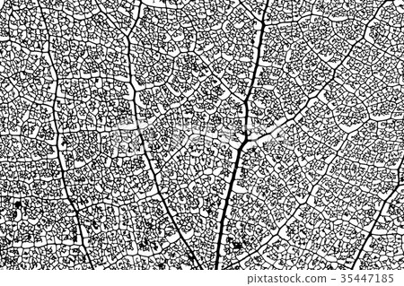 aspen leaf skeleton 35447185