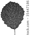 aspen leaf skeleton 35447186
