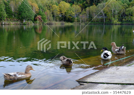 Duck and Kido Pond 1 35447629