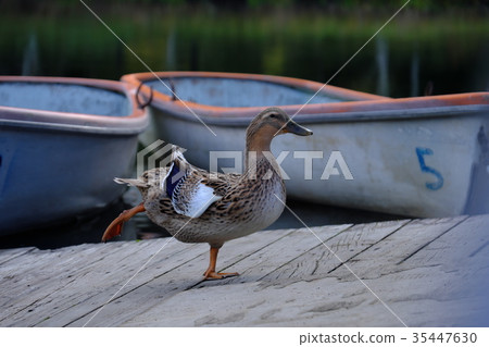 Duck and Kidoike 2 35447630