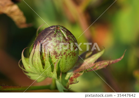 天然植物棉花,9月下旬。棉花水果1,白色絨毛似乎更多出來 天然植物棉花,9月下旬。棉花水果1,白色絨毛似乎更多出來 35447642