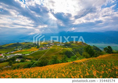 台灣花蓮富里六十石山金針花海Asia Taiwan Hualien Mountains 35448574