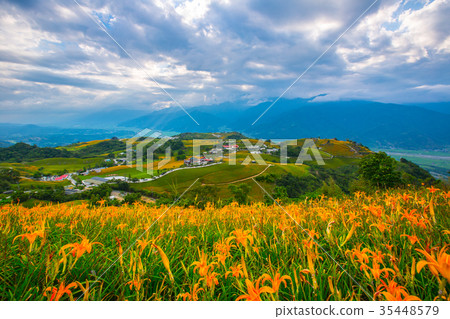 台灣花蓮富里六十石山金針花海Asia Taiwan Hualien Mountains 35448579