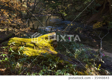 倒下的樹03 倒下的樹03 35448643