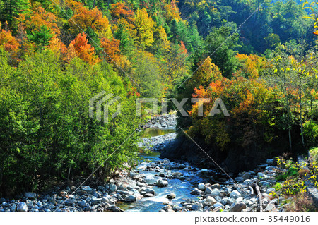 台中市風景,武陵七家灣溪,寧靜,舒適季,秋天,楓樹,楓葉,楓紅 台中市風景,武陵七家灣溪,寧靜,舒適季,秋天,楓樹,楓葉,楓紅 35449016