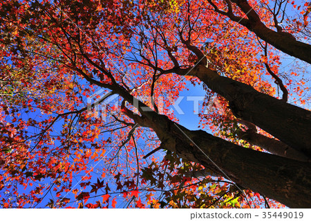 台中市和平區,福壽山,福壽山農場,台灣小瑞士,參山國家風景區,國家風景區,農場,松蘆, 台中市和平區,福壽山,福壽山農場,台灣小瑞士,參山國家風景區,國家風景區,農場,松蘆, 35449019