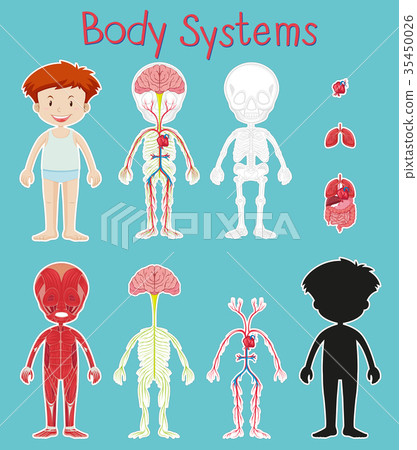 Boy and body system chart on blue background Boy and body system chart on blue background 35450026