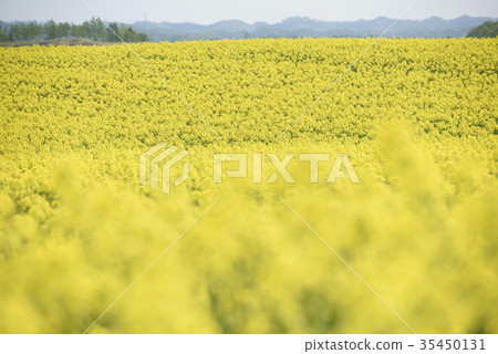 Rape blossoms (Hokkaido Anping) 35450131