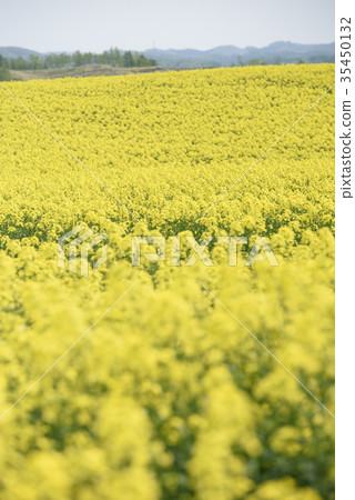 Rape blossoms (Hokkaido Anping) 35450132