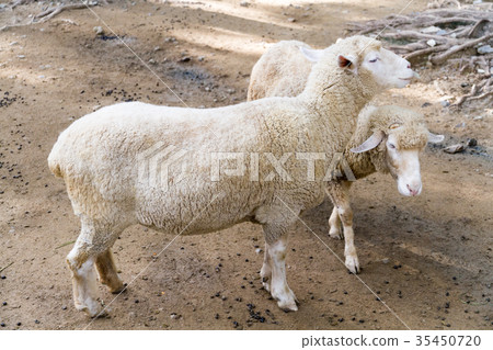 Sheep Sheep 35450720