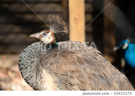 Peacock Peacock 35451573