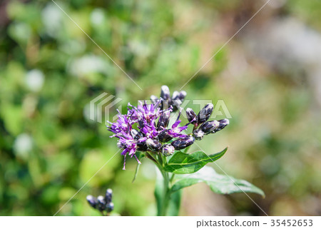Saussurea flower. Altai Republic. Russia 35452653